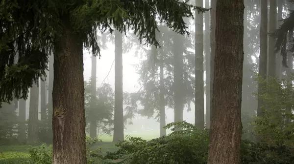 Fir forest on campus